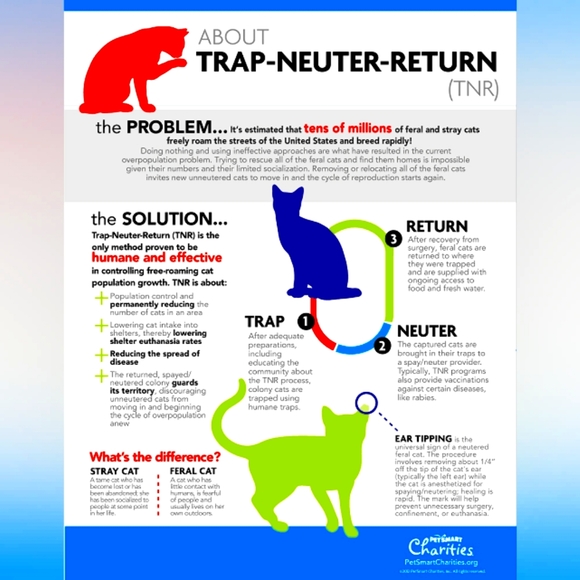 Kitty Colony,  Feral, Stray Care and TNR Guidelines - Picture 4 of 4